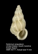 Epitonium angulatum